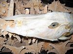 Peristedion
